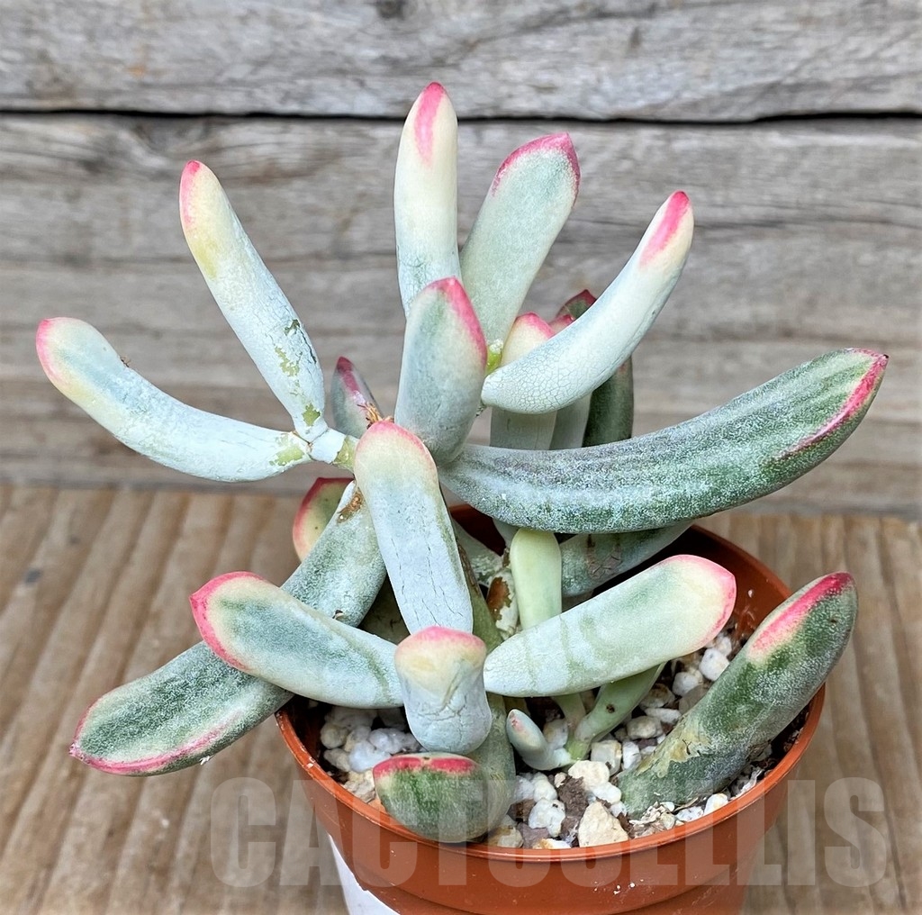 SHPR15827 Cotyledon orbiculata f. variegata, long leaf - Image 2