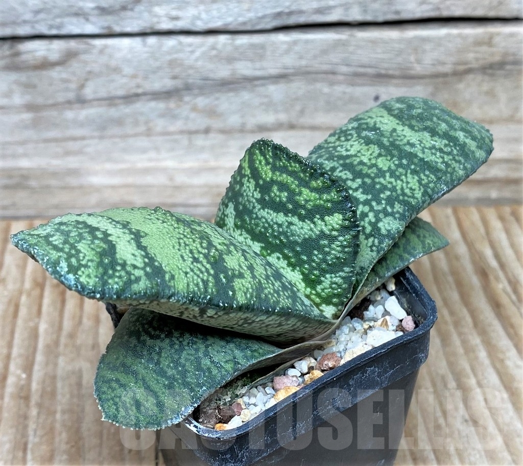 SHPR8690 Gasteria armstrongii Japan SH