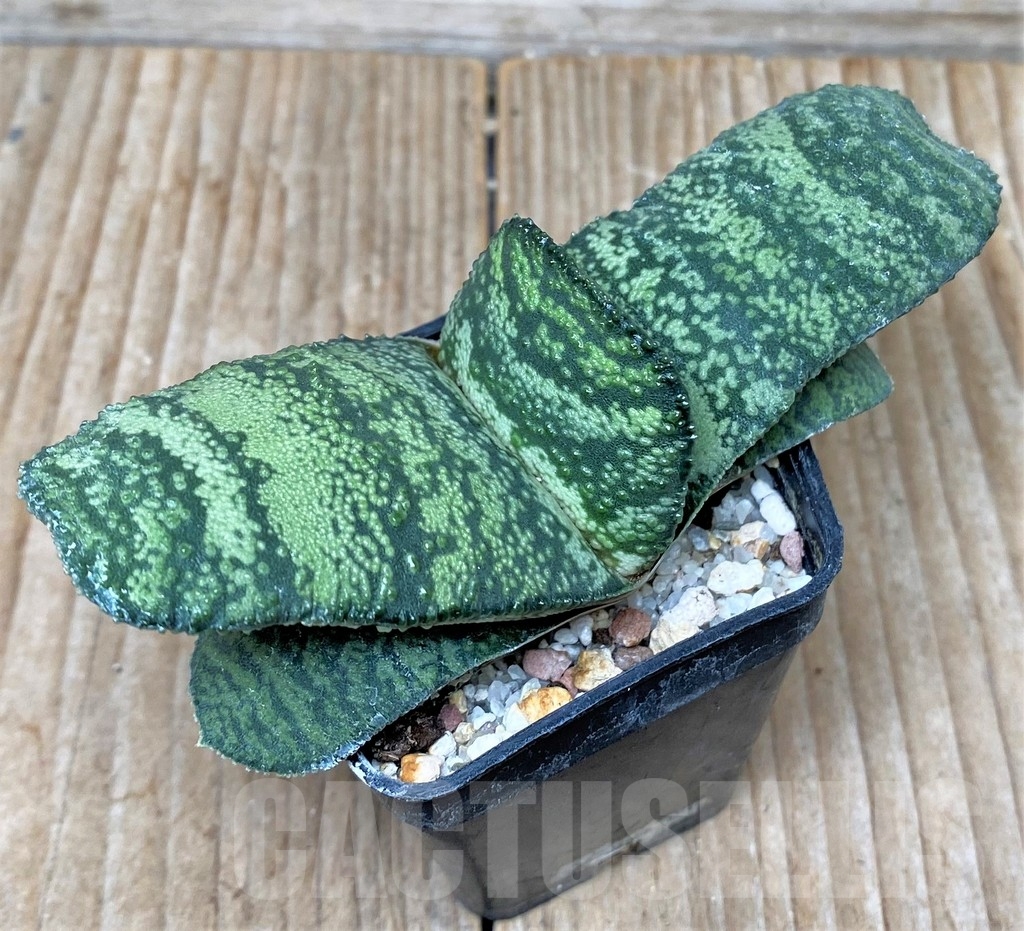 SHPR8690 Gasteria armstrongii Japan SH - Image 2