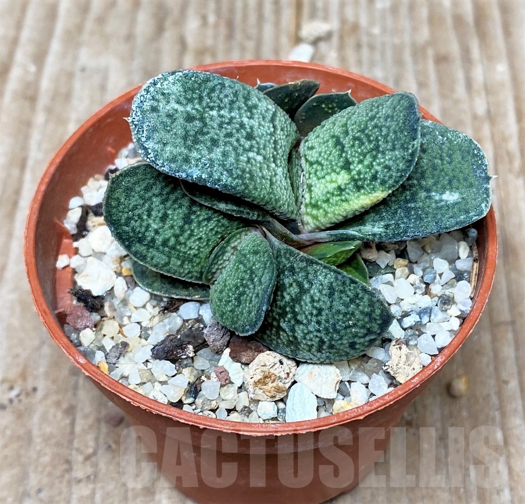 SHPR15844 Gasteria glomerata hybrid f. variegata