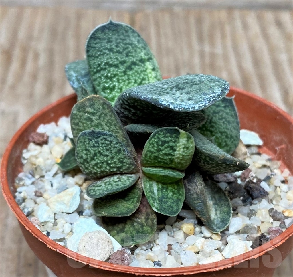 SHPR15844 Gasteria glomerata hybrid f. variegata - Зображення 2