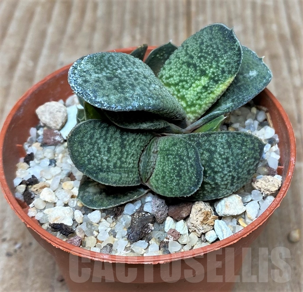 SHPR15844 Gasteria glomerata hybrid f. variegata - Зображення 3