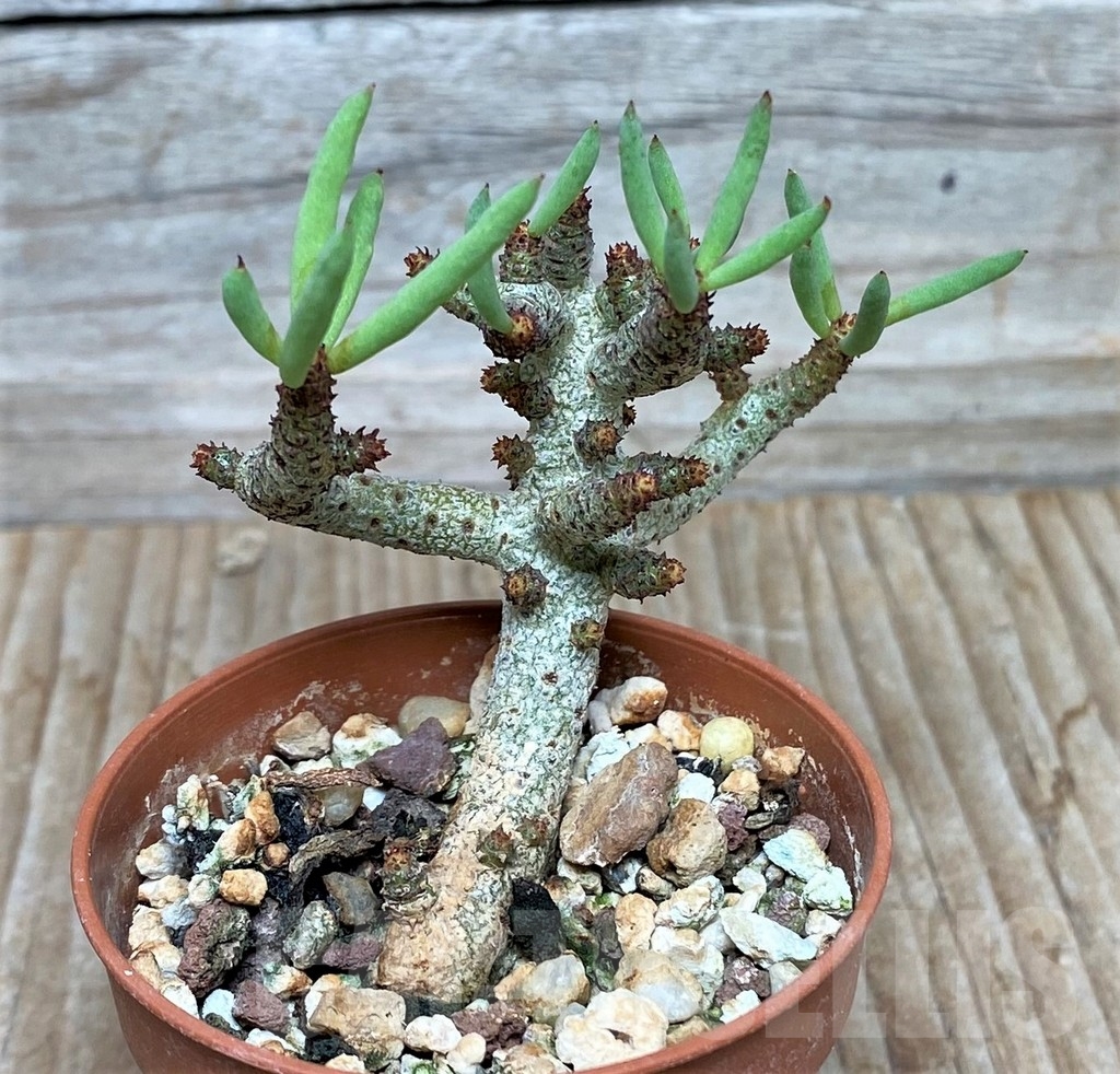 SHPR15852 Tylecodon buchholzianus, clon 1 - Imagen 2