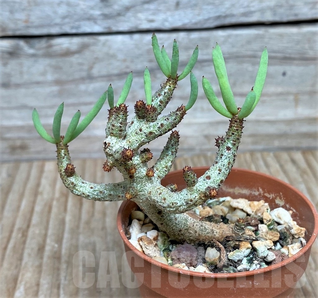 SHPR15852 Tylecodon buchholzianus, clon 1