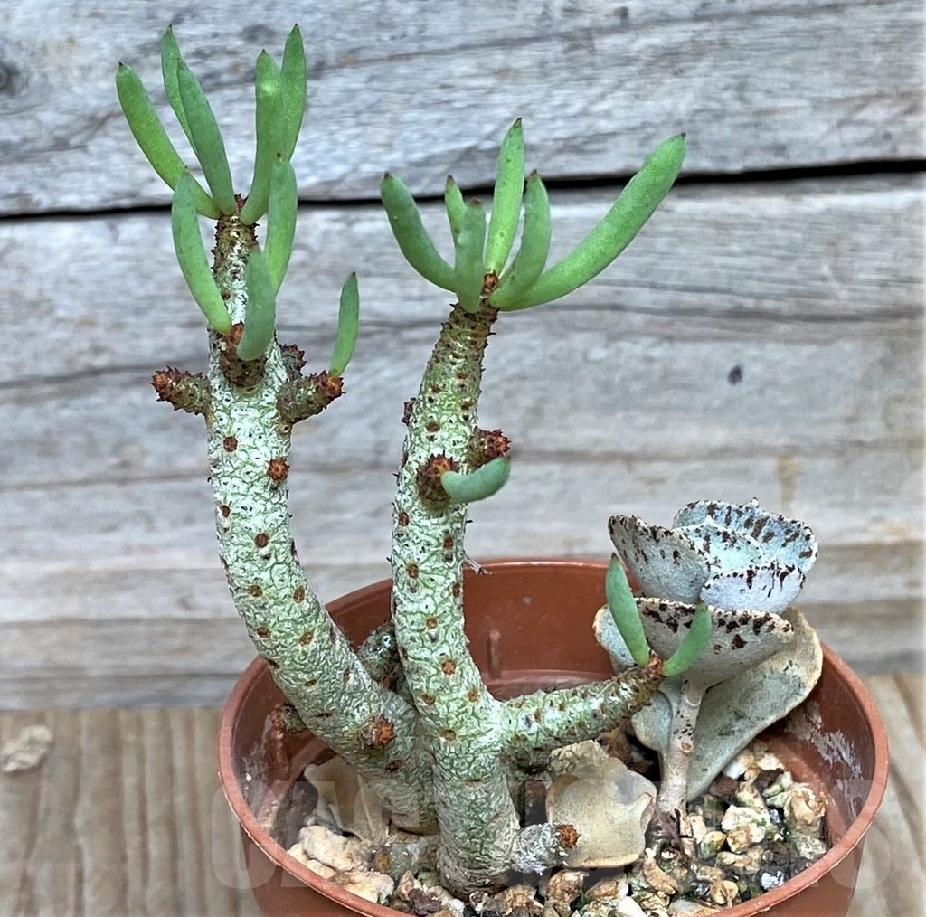 SHPR15854 Tylecodon buchholzianus, clon 1