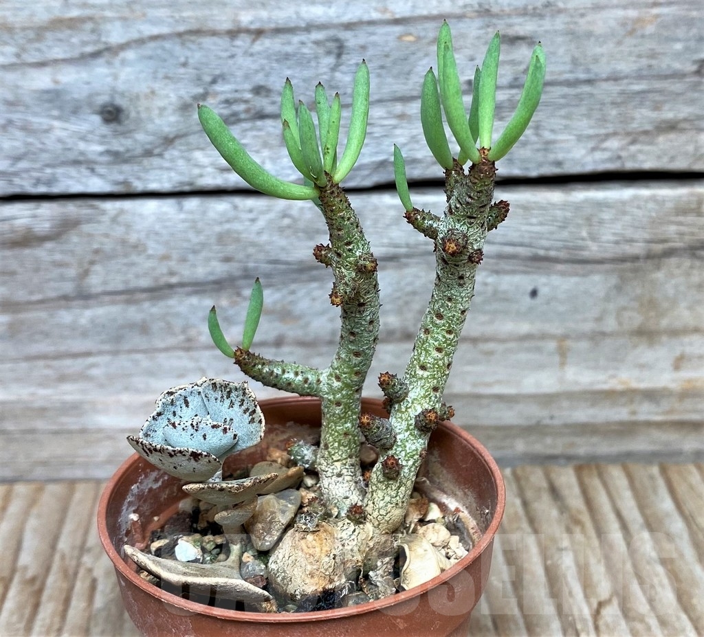 SHPR15854 Tylecodon buchholzianus, clon 1 - Imagen 2