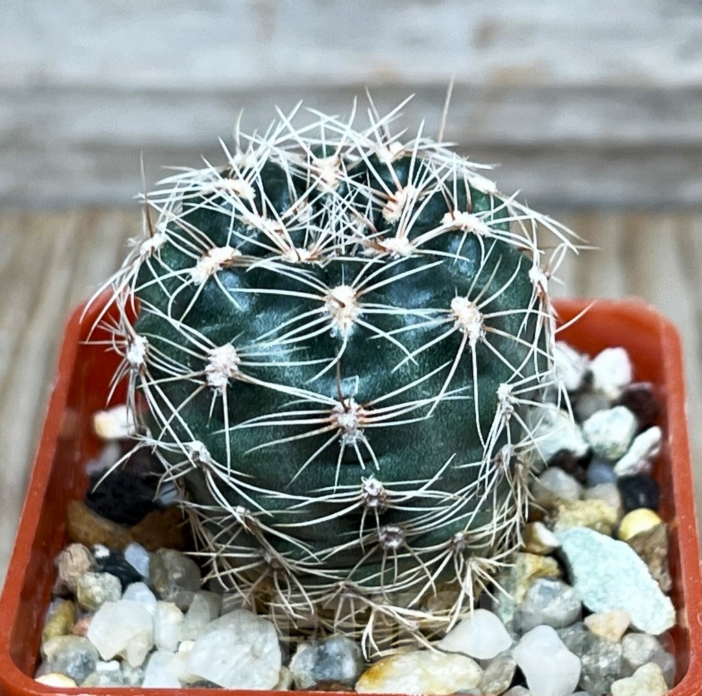 SHPR15892 Gymnocalycium bruchii v. spinosior
