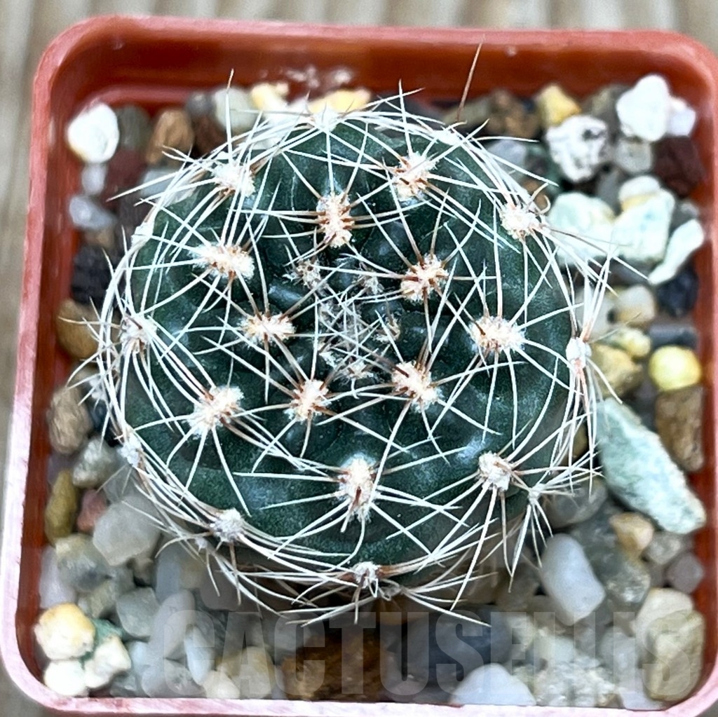 SHPR15892 Gymnocalycium bruchii v. spinosior - 画像 (2)