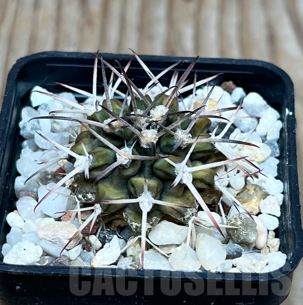 SHPR15898 Gymnocalycium schickendantzii