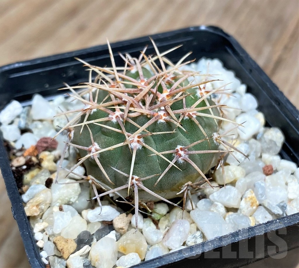 SHP15877 Gymnocalycium ochoterenae v. scoparium LB 383