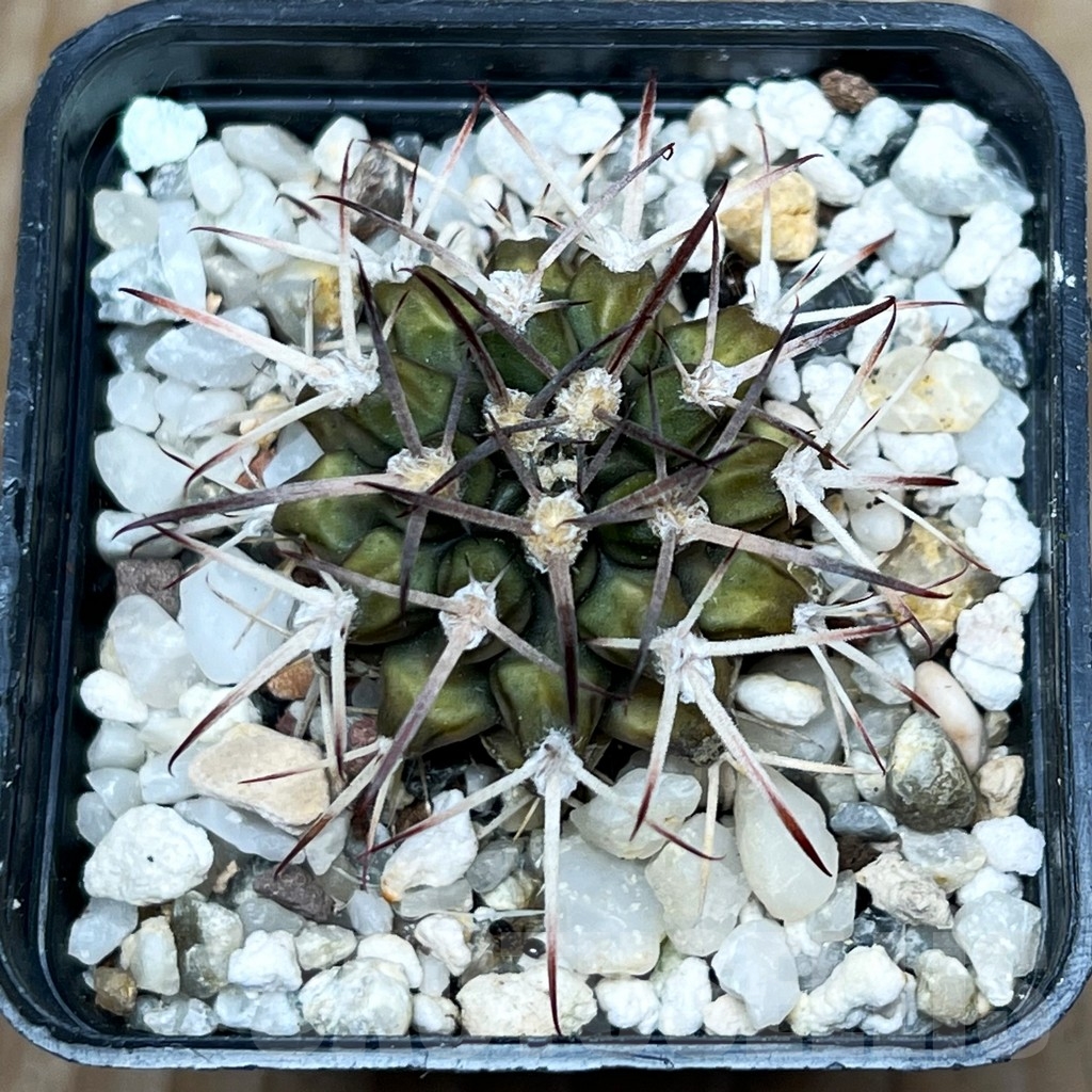 SHPR15898 Gymnocalycium schickendantzii - Image 2