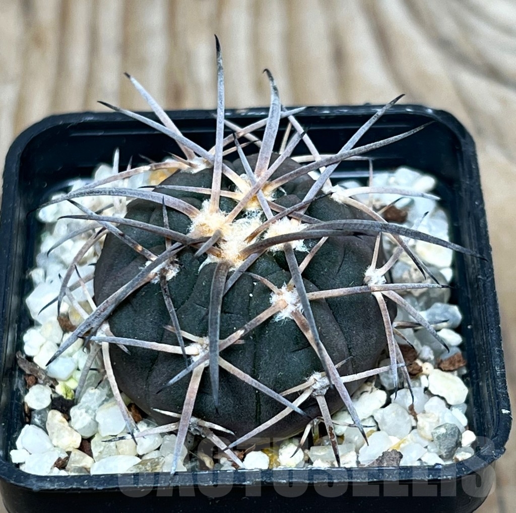 SHPR15903 Gymnocalycium spegazzinii JO-1102 - Image 2