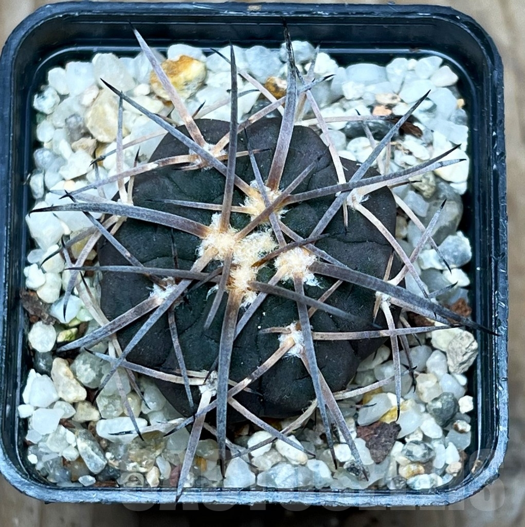 SHPR15903 Gymnocalycium spegazzinii JO-1102