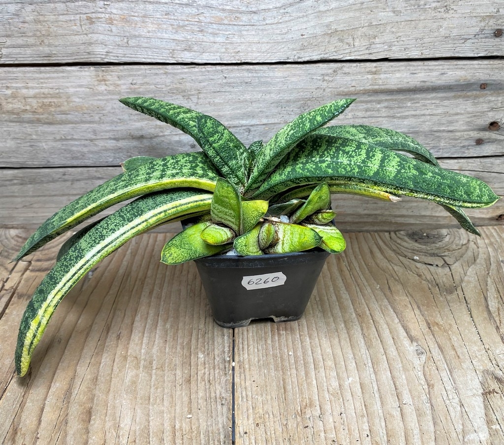 SHPR6260 Gasteria batesiana f. variegata, yellow - Obrázek 2