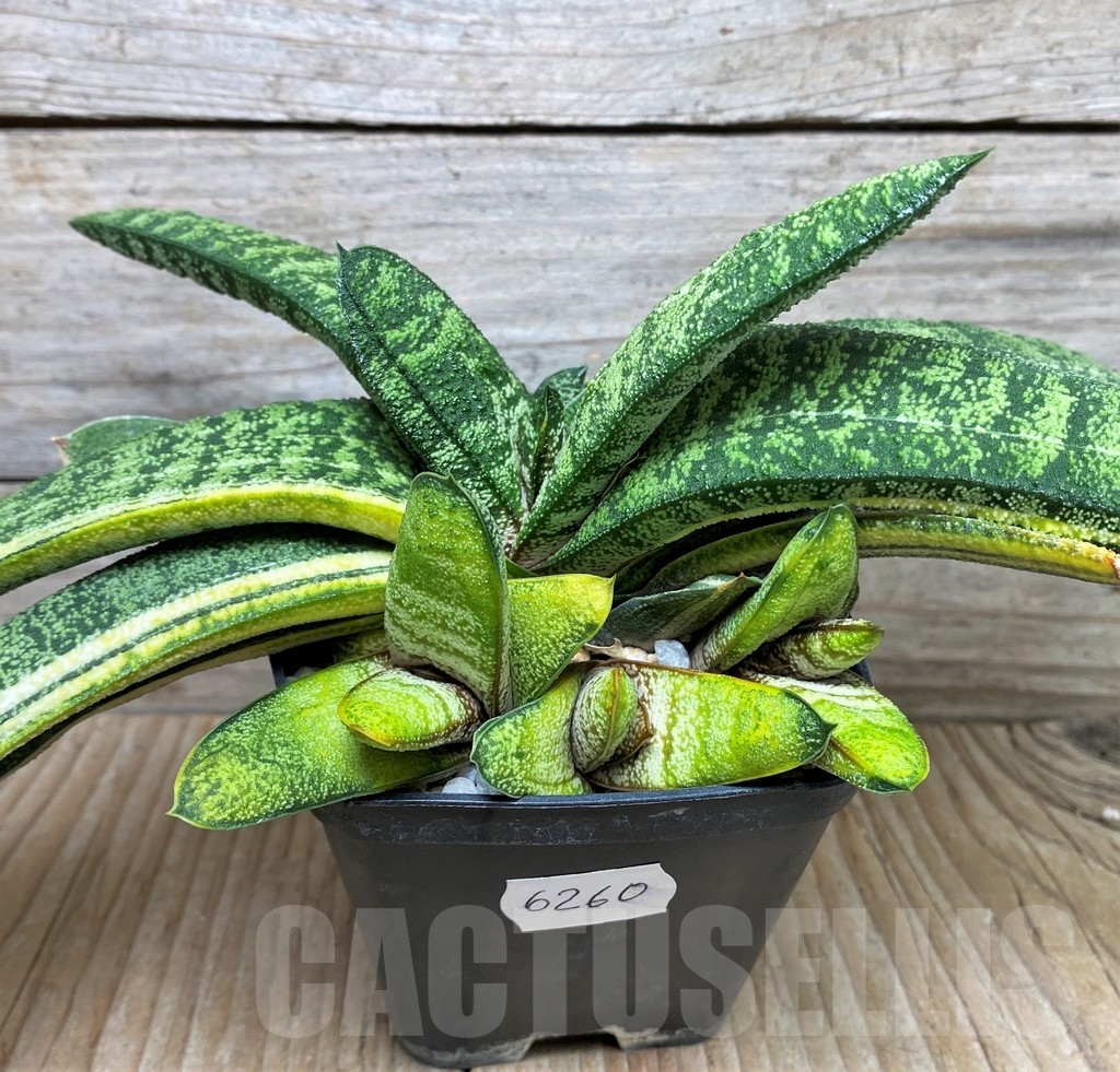 SHPR6260 Gasteria batesiana f. variegata, yellow