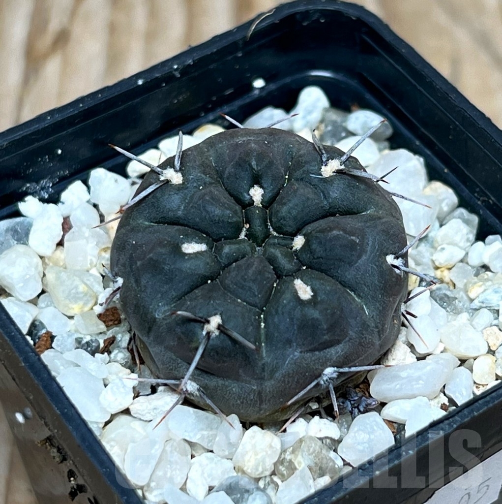 SHPR15905 Gymnocalycium dubniorum WP 154241 - Image 2