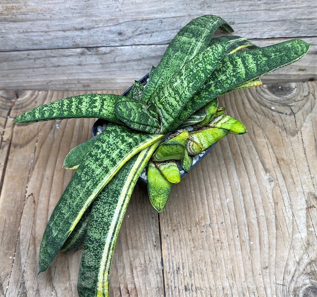 SHPR6260 Gasteria batesiana f. variegata, yellow - Obrázek 3