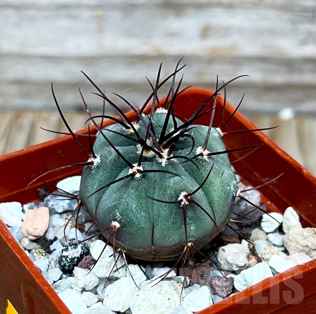 SHPR15908 Gymnocalycium cabreraense VoS 2122
