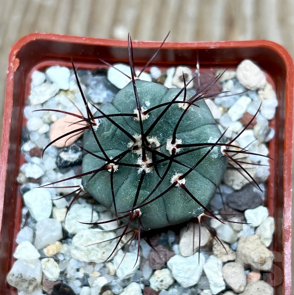 SHPR15908 Gymnocalycium cabreraense VoS 2122 - Imagen 2