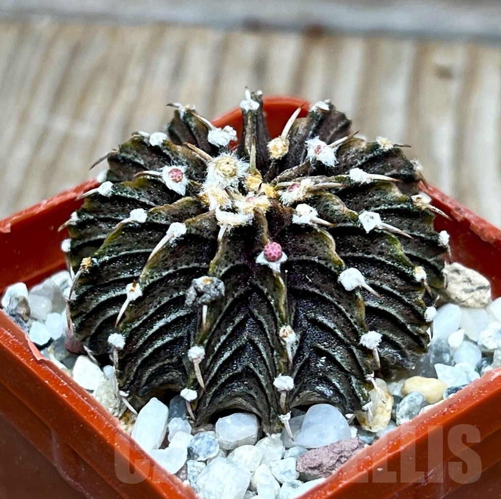 SHPR15909 Gymnocalycium mihanovichii Aqua Dulce - Image 2