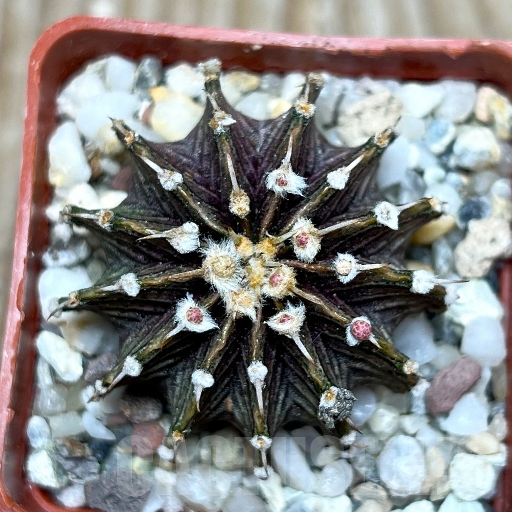 SHPR15909 Gymnocalycium mihanovichii Aqua Dulce