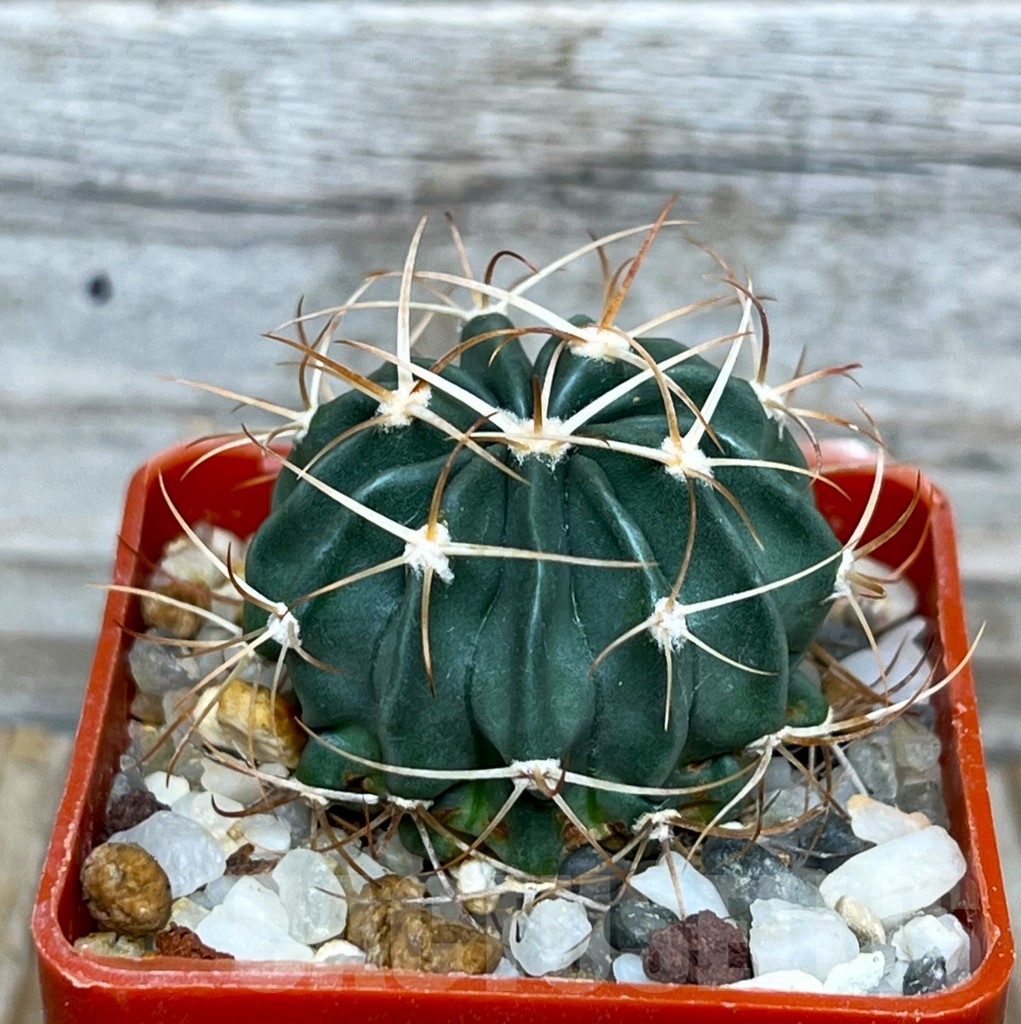 SHPR15918 Echinocactus texensis SB 261