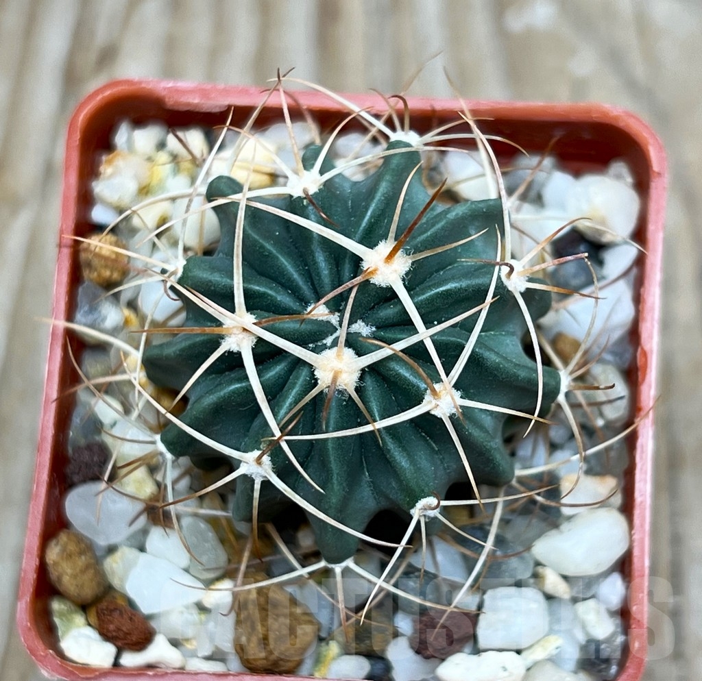 SHPR15918 Echinocactus texensis SB 261 - Image 2