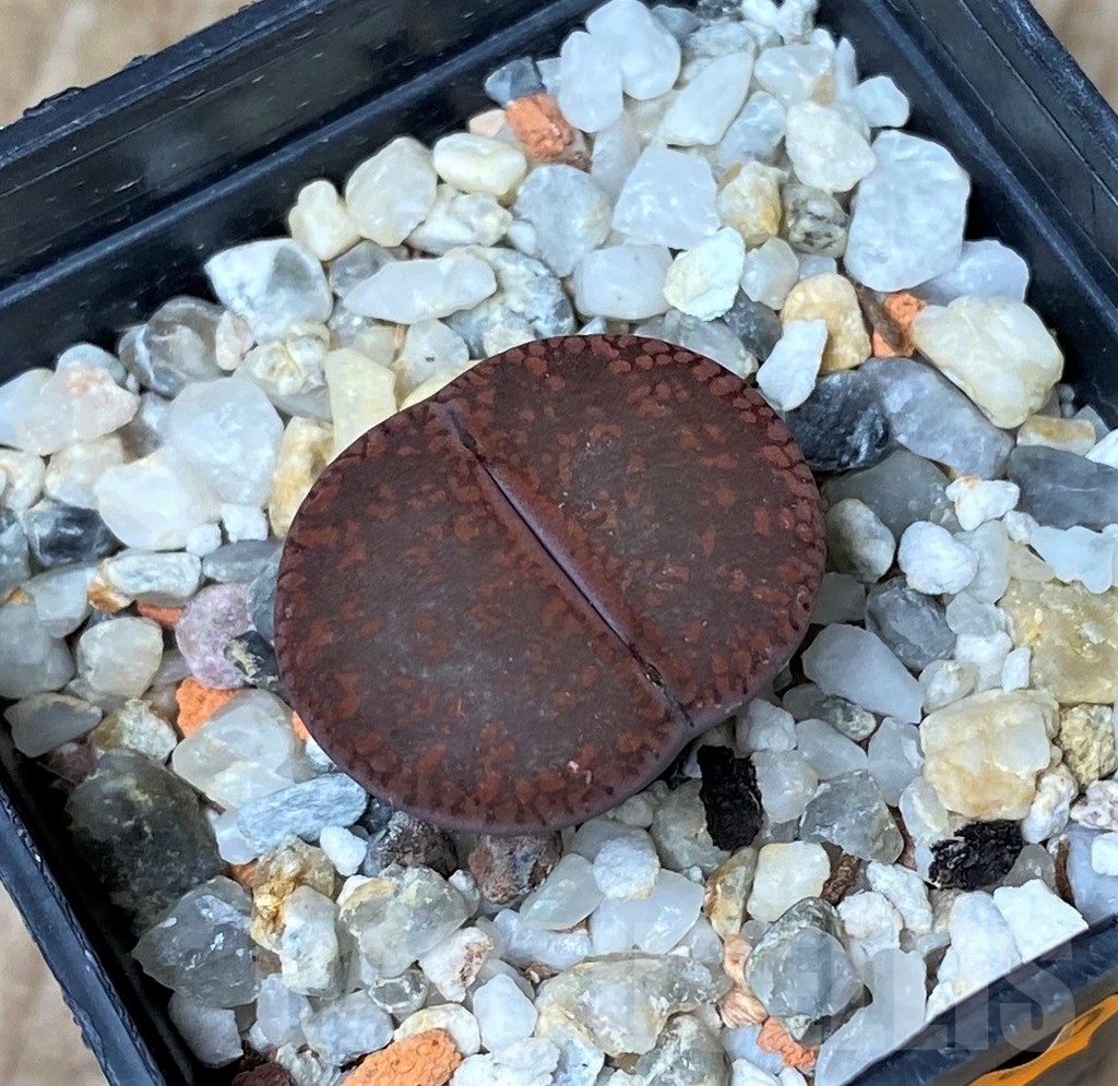 SHPR15946 Lithops aucampiae