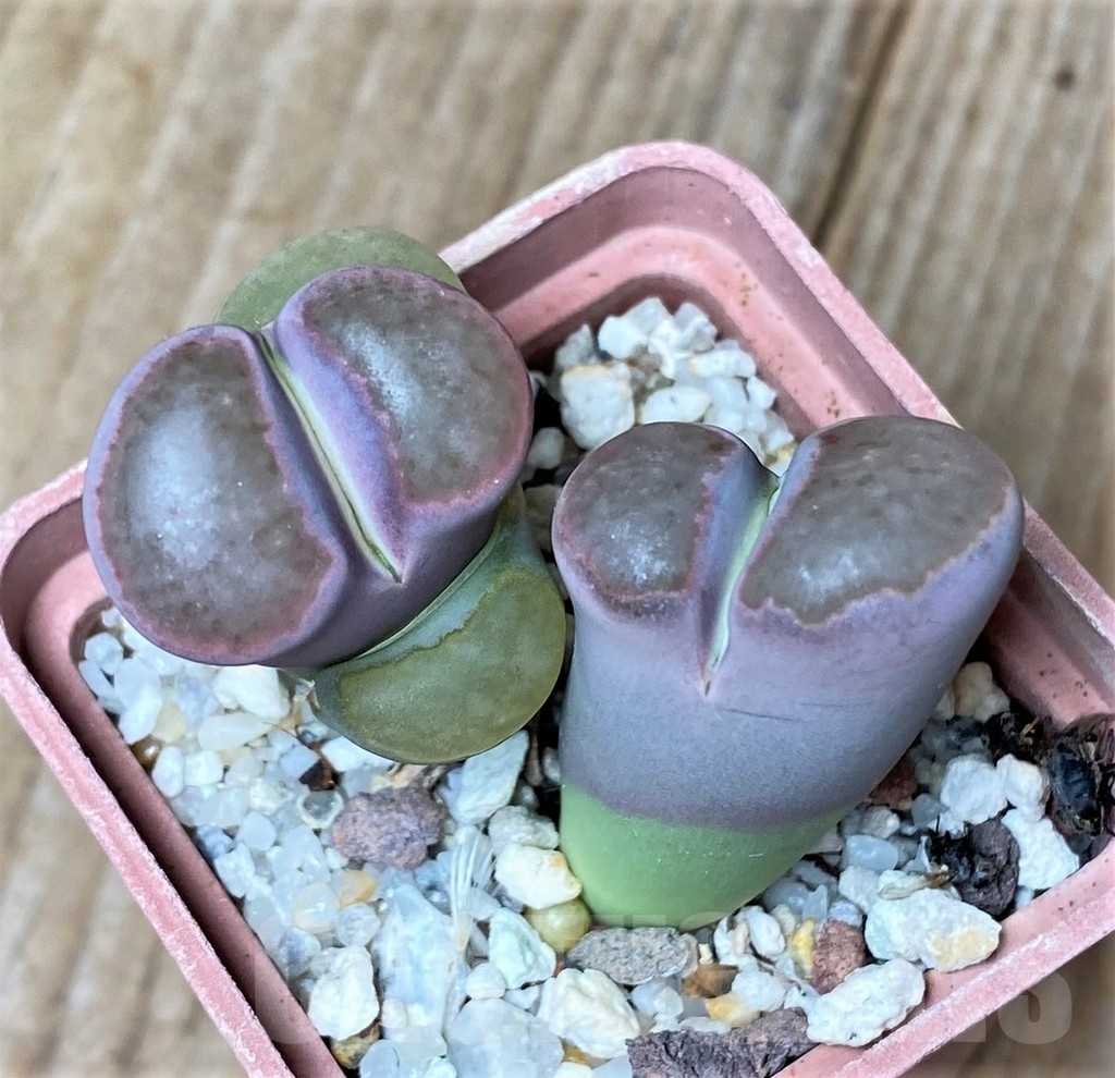 SHPR15947 Lithops salicola 'Bacchus' hybrid - Зображення 2