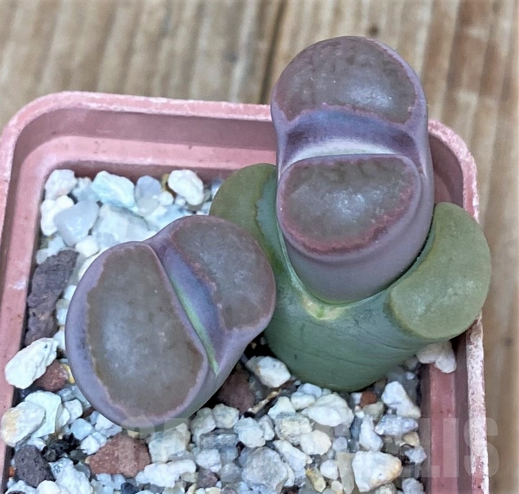 SHPR15947 Lithops salicola 'Bacchus' hybrid