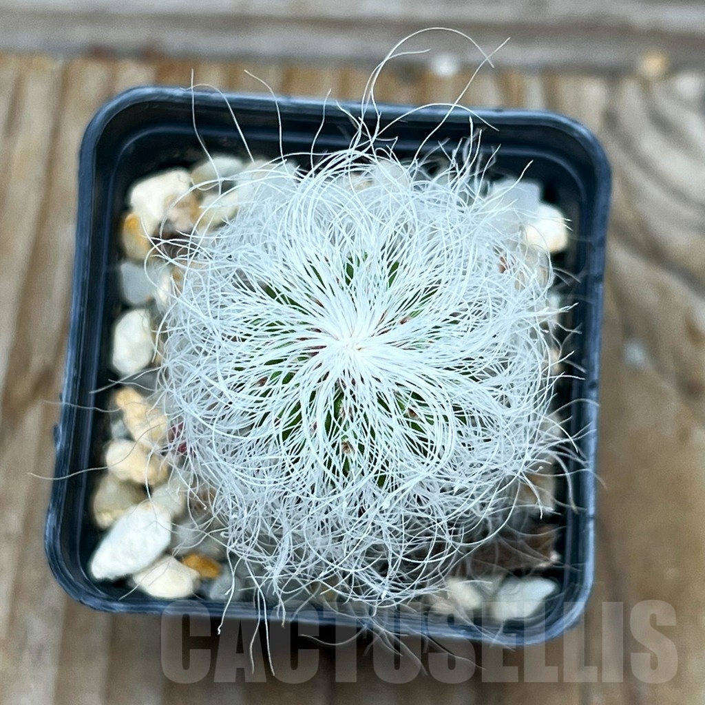 SHPR15927 Cephalocereus senilis - Obrázek 2