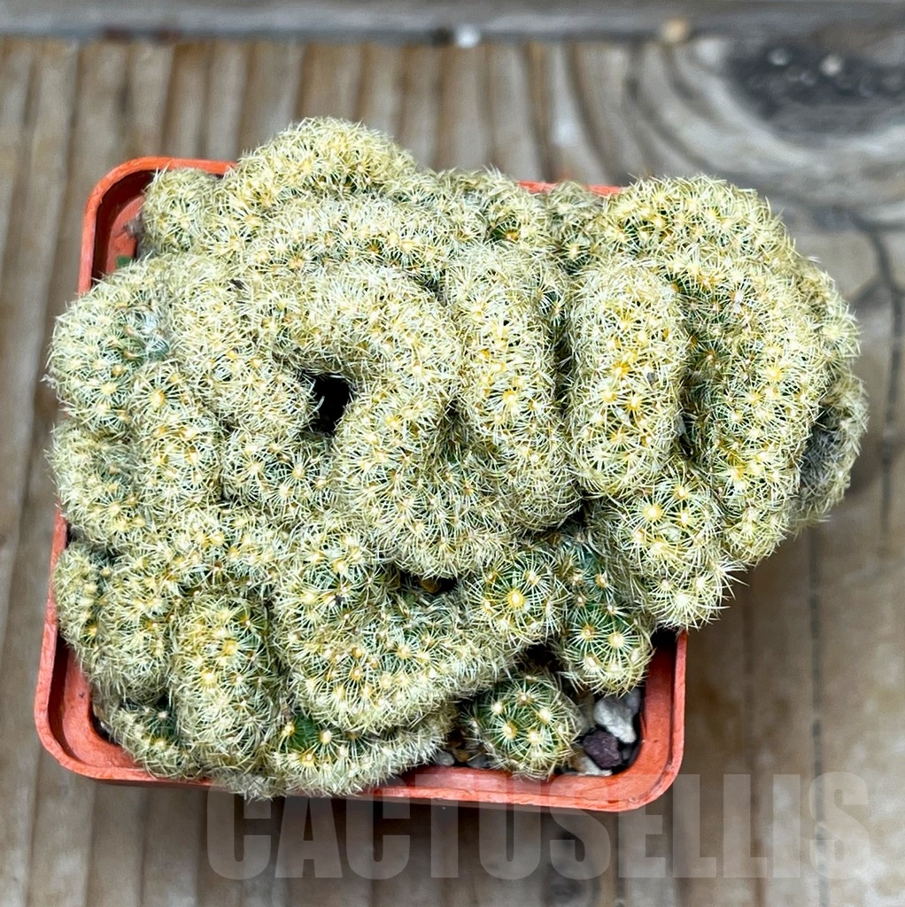 SHPR15929 Mammillaria elongata f. cristata - immagine 2