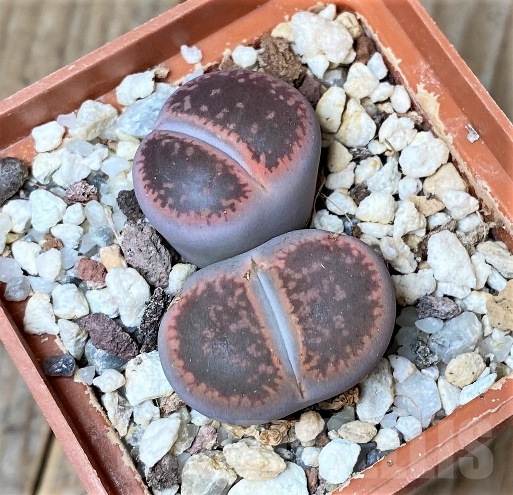 SHPR15959 Lithops aucampiae ssp. aucampiae -Mamaghadi-