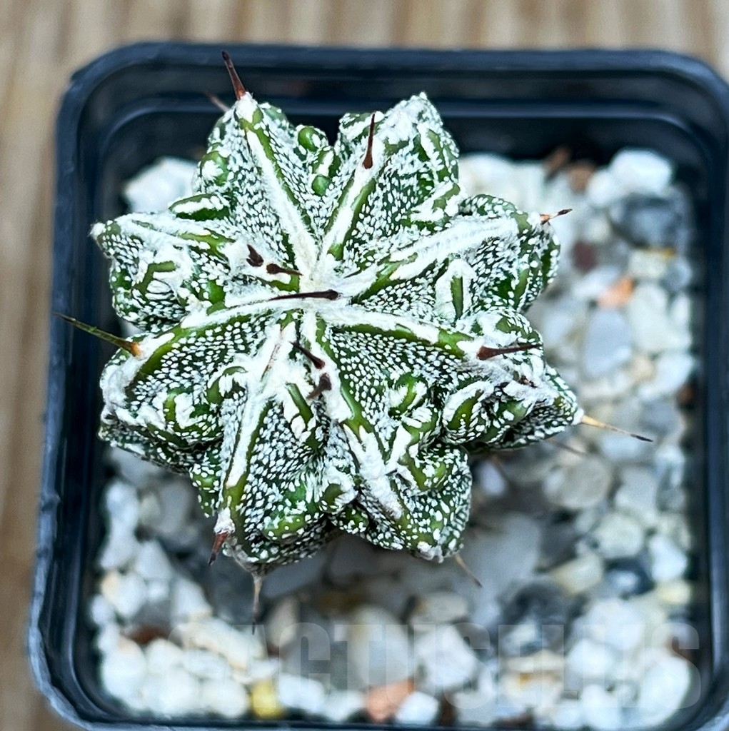 SHPR15931 Astrophytum ornatum 'Fukuryu' - Image 2