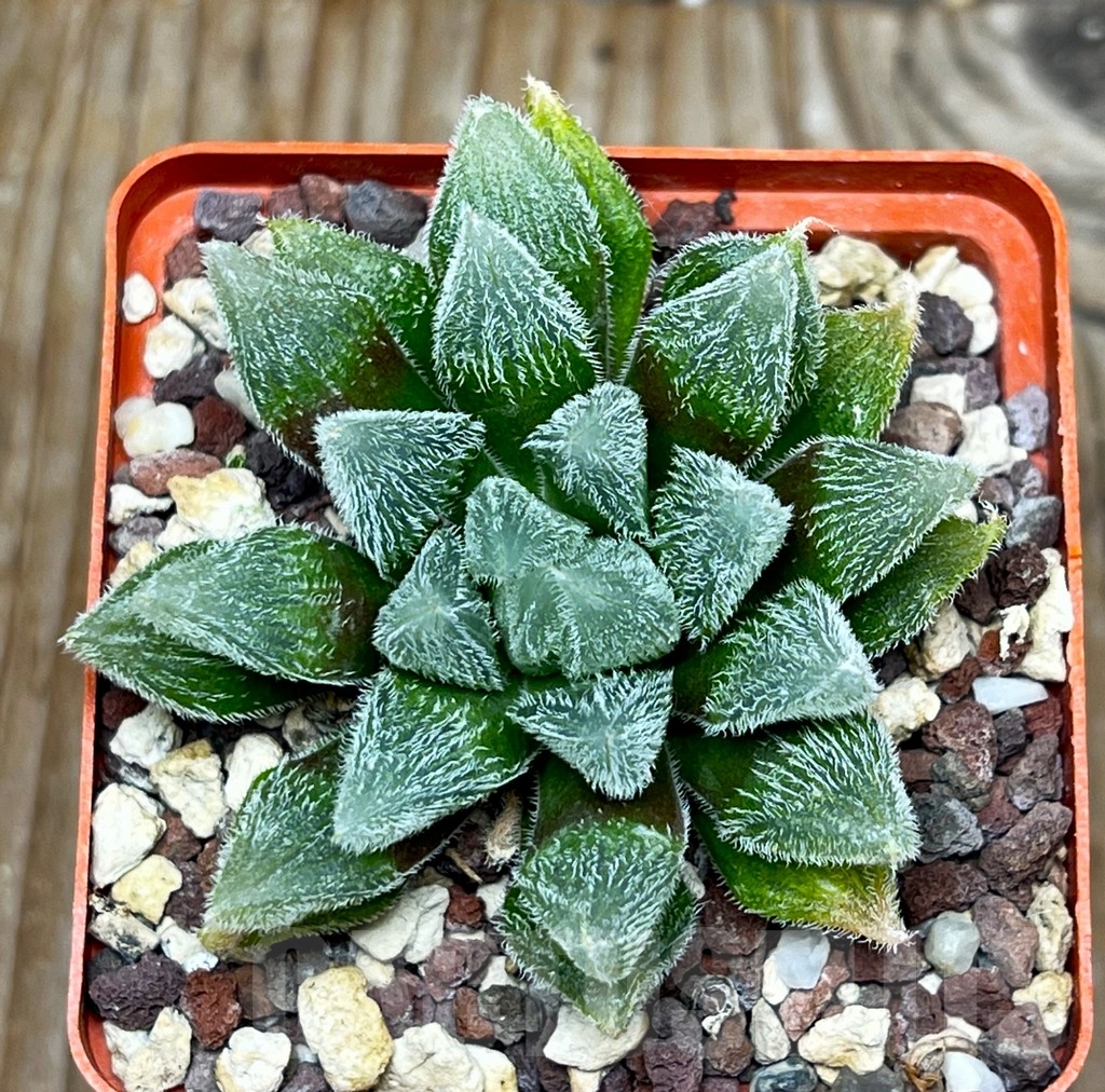 SHPR15932 Haworthia cooperi v. venusta - Image 2