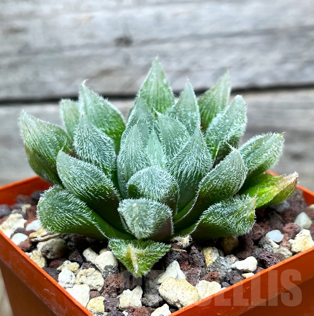 SHPR15932 Haworthia cooperi v. venusta