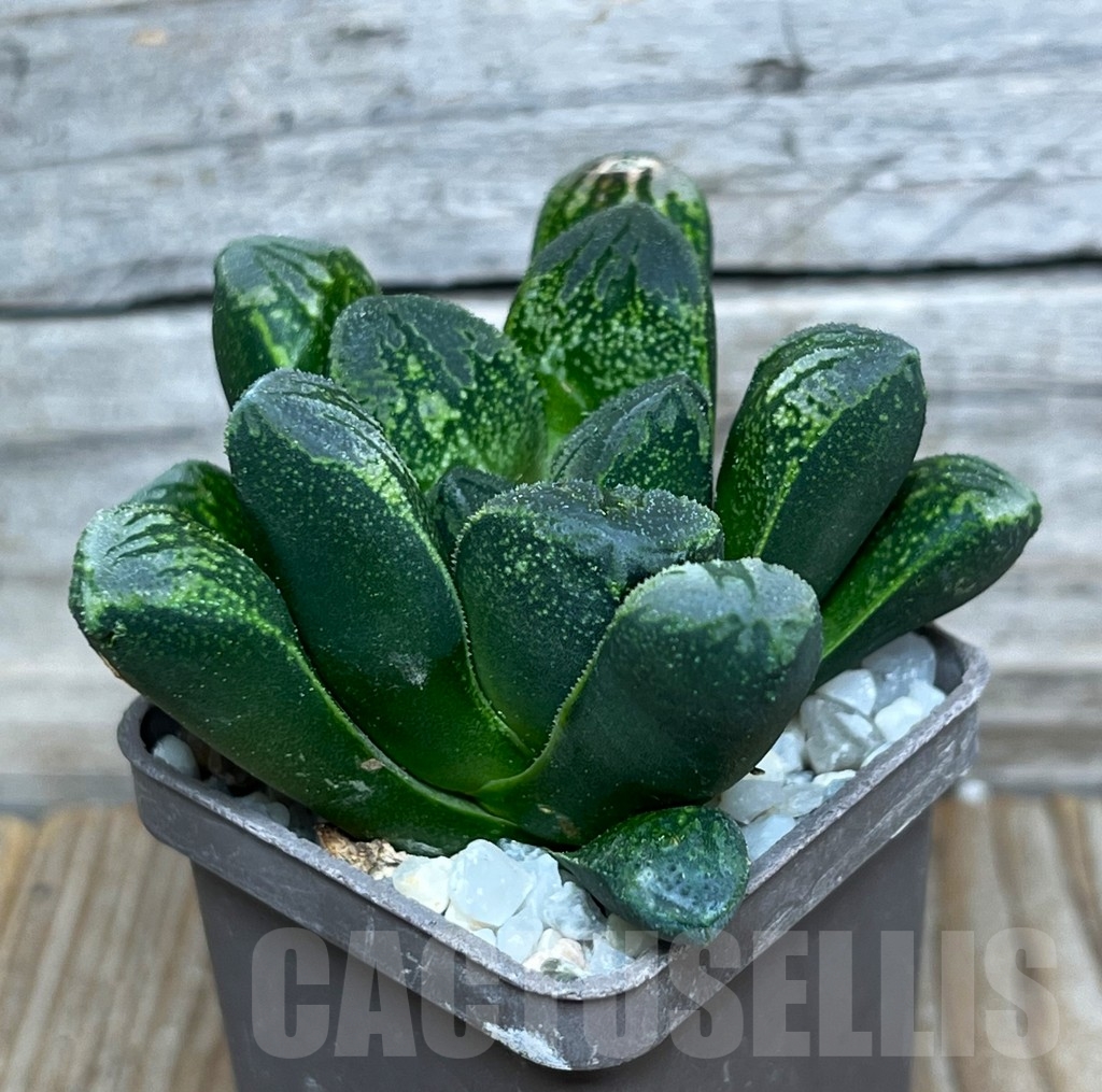SHPR15934 Haworthia maughanii x splendens