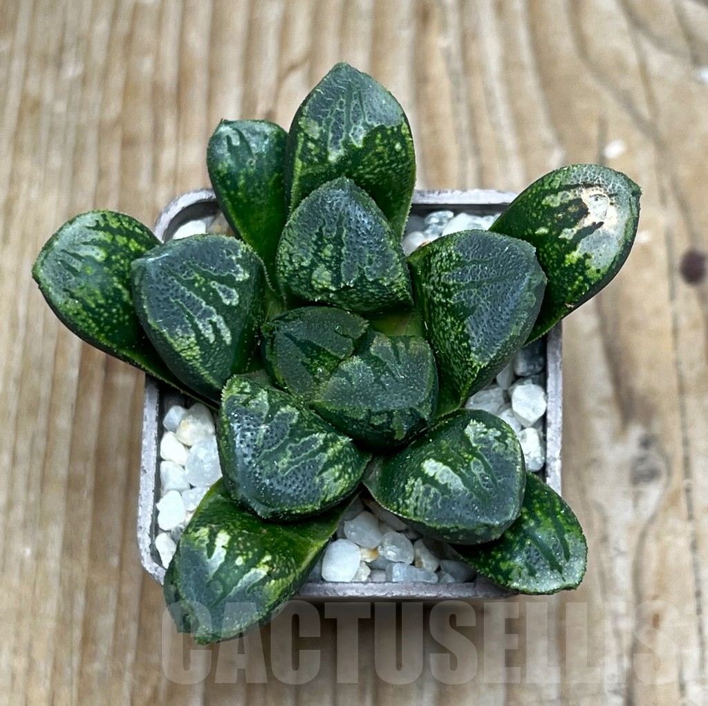 SHPR15934 Haworthia maughanii x splendens - immagine 2
