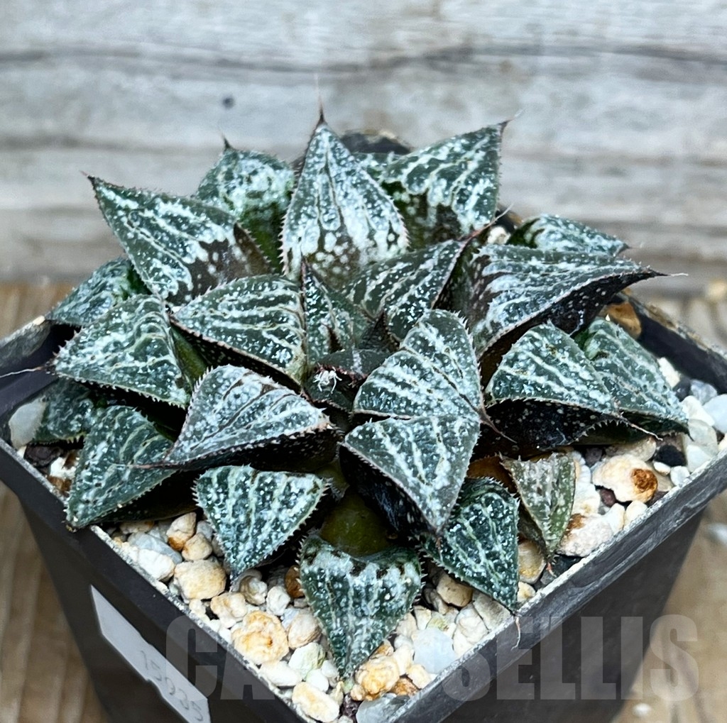 SHPR15935 Haworthia splendens hybrid 'YUKI KESHIKI'