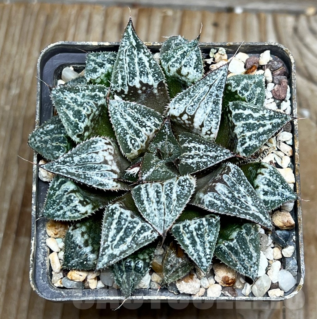 SHPR15935 Haworthia splendens hybrid 'YUKI KESHIKI' - immagine 2