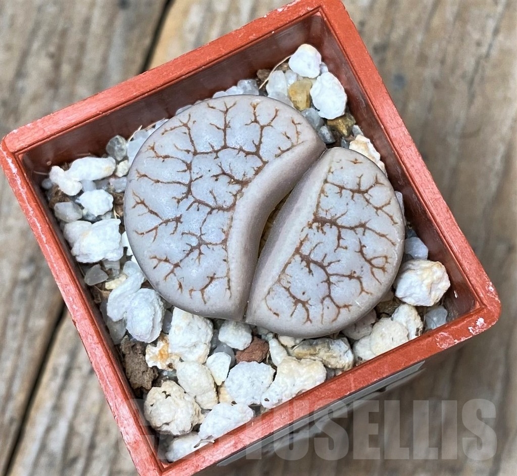 SHPR15968 Lithops gracilidelineata v. waldroniae C189