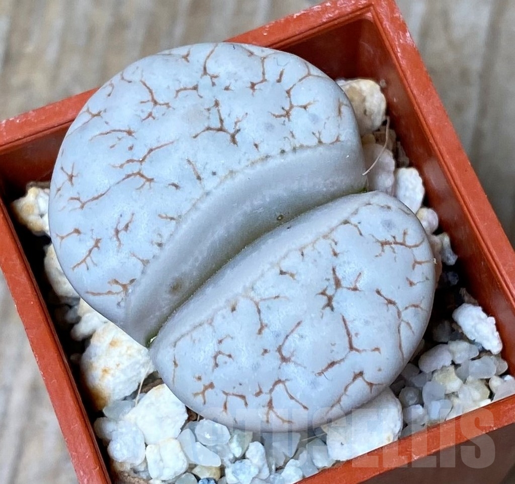 SHPR15971 Lithops gracilidelineata v. waldroniae C 189