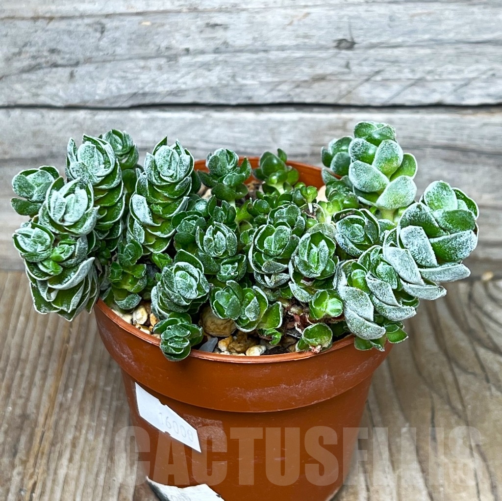 SHPR16000 Crassula 'Ivory Pagoda'
