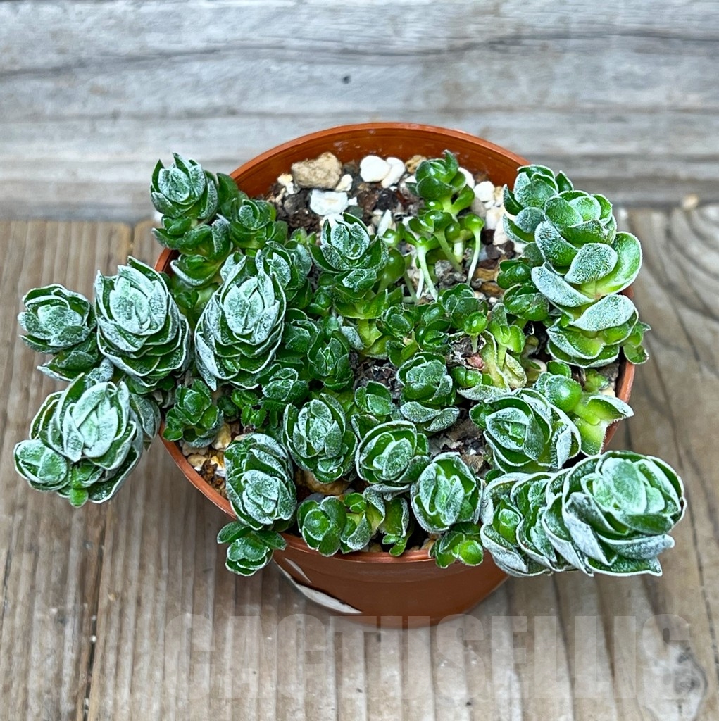 SHPR16000 Crassula 'Ivory Pagoda' - Зображення 2