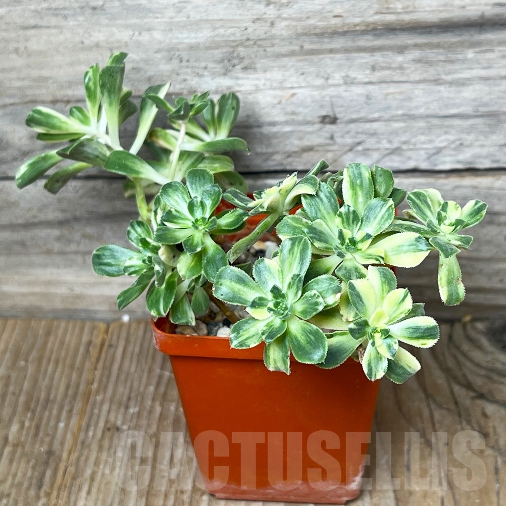 SHPR16005 Aeonium castello-paivae