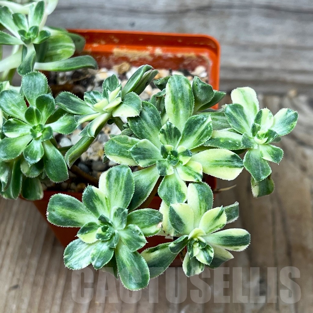 SHPR16005 Aeonium castello-paivae - Image 2