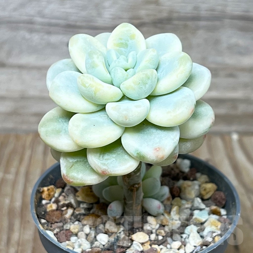 SHPR16010 Sedum clavatum f.variegata