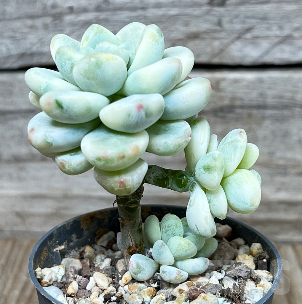 SHPR16010 Sedum clavatum f.variegata - Image 2