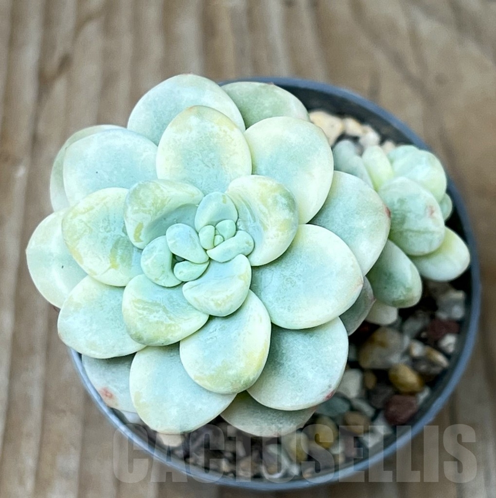 SHPR16010 Sedum clavatum f.variegata - Image 3