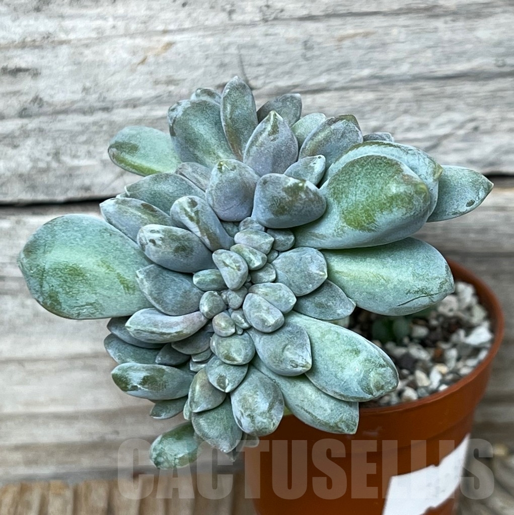 SHPR16013 Echeveria Cremneria 'Expatriata' f. cristata - Image 2